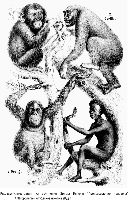 Иллюстрация к книге — Евангелие от LUCA. В поисках родословной животного мира [i_038.jpg]