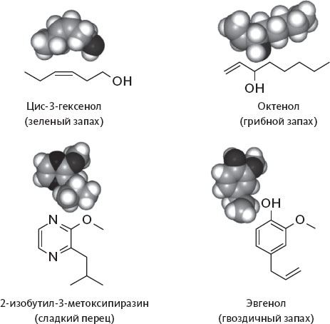 Иллюстрация к книге — Обоняние. Увлекательное погружение в науку о запахах [i_004.jpg]