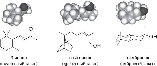 Иллюстрация к книге — Обоняние. Увлекательное погружение в науку о запахах [i_009.jpg]