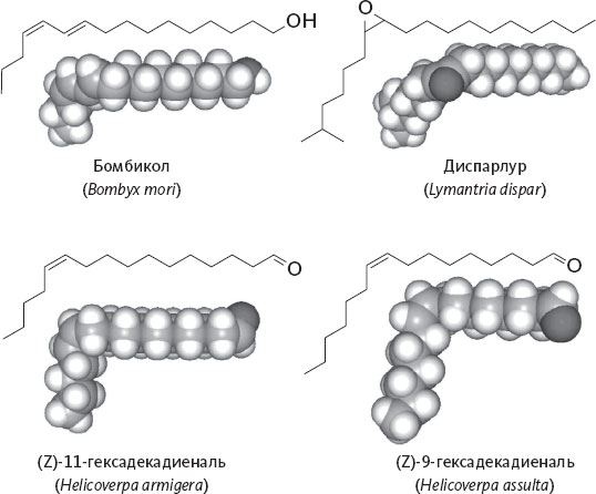 Иллюстрация к книге — Обоняние. Увлекательное погружение в науку о запахах [i_014.jpg]