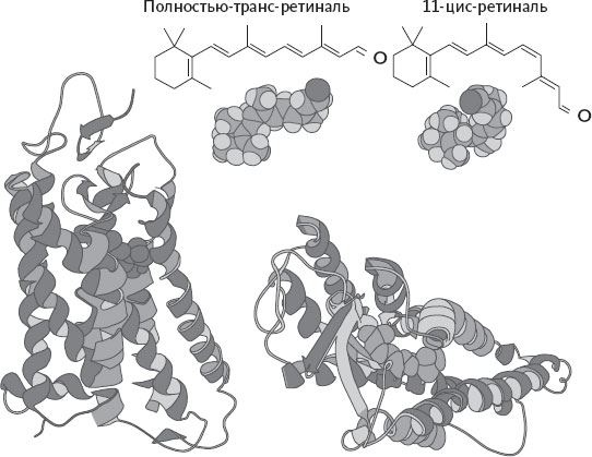 Иллюстрация к книге — Обоняние. Увлекательное погружение в науку о запахах [i_026.jpg]