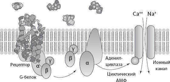Иллюстрация к книге — Обоняние. Увлекательное погружение в науку о запахах [i_027.jpg]