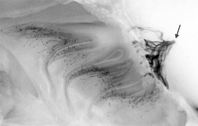 Иллюстрация к книге — Обоняние. Увлекательное погружение в науку о запахах [i_029.jpg]