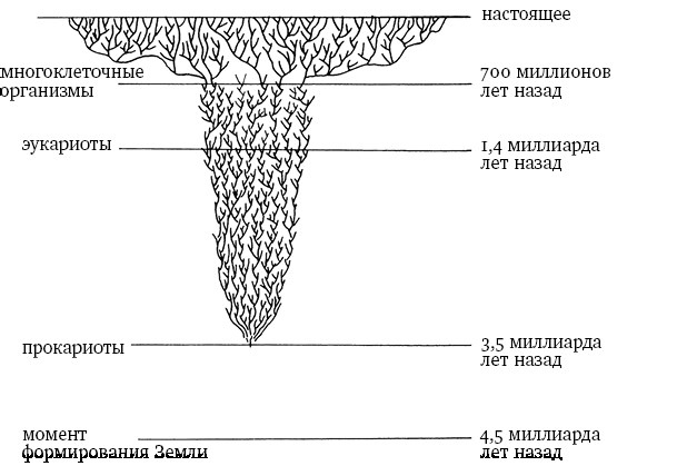 Иллюстрация к книге — Опасная идея Дарвина: Эволюция и смысл жизни [i_006.jpg]