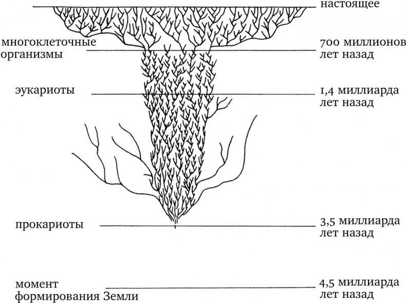 Иллюстрация к книге — Опасная идея Дарвина: Эволюция и смысл жизни [i_007.jpg]