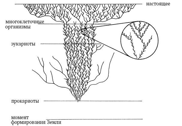 Иллюстрация к книге — Опасная идея Дарвина: Эволюция и смысл жизни [i_008.jpg]