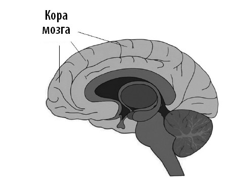 Иллюстрация к книге — Ваш мозг. Что нейронаука знает о мозге и его причудах [i_005.jpg]