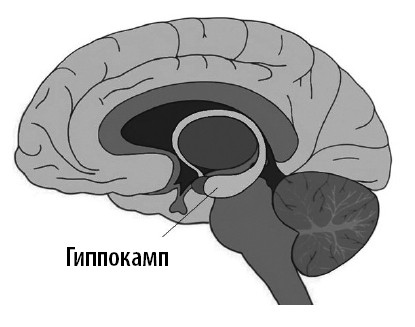 Иллюстрация к книге — Ваш мозг. Что нейронаука знает о мозге и его причудах [i_009.jpg]