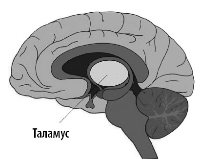Иллюстрация к книге — Ваш мозг. Что нейронаука знает о мозге и его причудах [i_016.jpg]