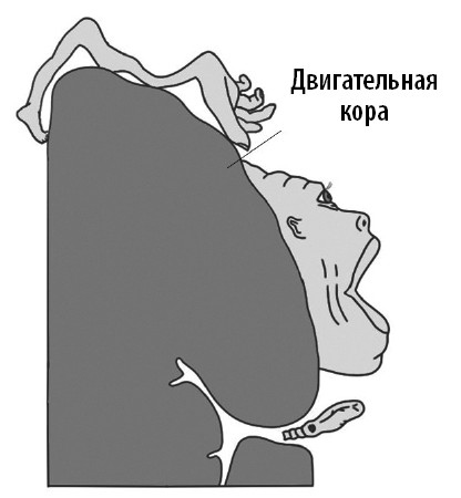 Иллюстрация к книге — Ваш мозг. Что нейронаука знает о мозге и его причудах [i_029.jpg]
