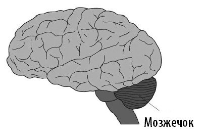 Иллюстрация к книге — Ваш мозг. Что нейронаука знает о мозге и его причудах [i_030.jpg]