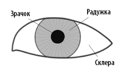 Иллюстрация к книге — Ваш мозг. Что нейронаука знает о мозге и его причудах [i_033.jpg]