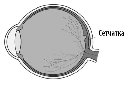 Иллюстрация к книге — Ваш мозг. Что нейронаука знает о мозге и его причудах [i_034.jpg]