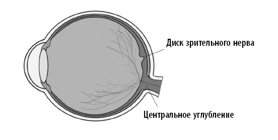 Иллюстрация к книге — Ваш мозг. Что нейронаука знает о мозге и его причудах [i_035.jpg]