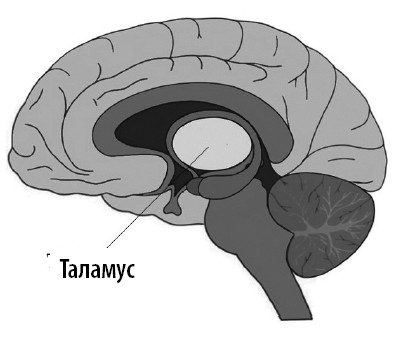 Иллюстрация к книге — Ваш мозг. Что нейронаука знает о мозге и его причудах [i_037.jpg]