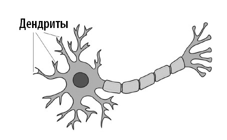 Иллюстрация к книге — Ваш мозг. Что нейронаука знает о мозге и его причудах [i_043.jpg]