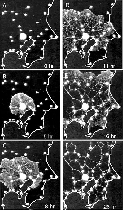Иллюстрация к книге — Между Ницше и Буддой: счастье, творчество и смысл жизни [_06.jpg]