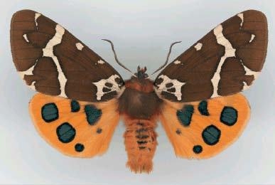 Иллюстрация к книге — Цифровое искусство [i_043.jpg]