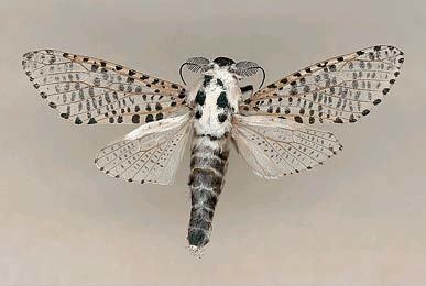 Иллюстрация к книге — Цифровое искусство [i_045.jpg]