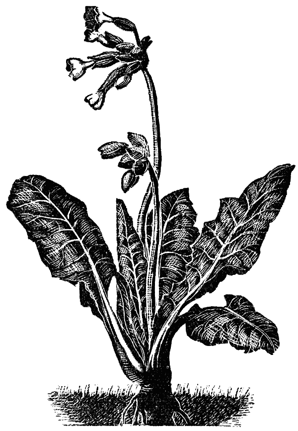 Иллюстрация к книге — Гномы Боландского леса [i_001.jpg]