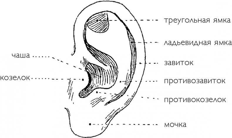 Иллюстрация к книге — Чуткое ухо. Что может рассказать о вашем здоровье ушная раковина [i_063.jpg]
