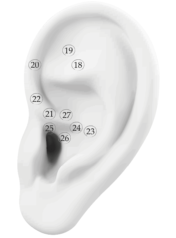 Иллюстрация к книге — Чуткое ухо. Что может рассказать о вашем здоровье ушная раковина [i_073.jpg]
