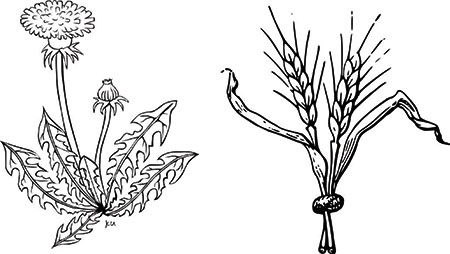 Иллюстрация к книге — Йога для укрепления спины и суставов. Современное руководство по древней египетской методике исцеления маздазнан [i_099.jpg]