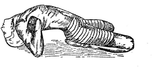 Иллюстрация к книге — Йога для укрепления спины и суставов. Современное руководство по древней египетской методике исцеления маздазнан [i_173.jpg]