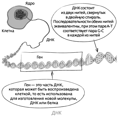 Иллюстрация к книге — Дарвин на отдыхе. Размышляем над теорией эволюции [i_020.jpg]