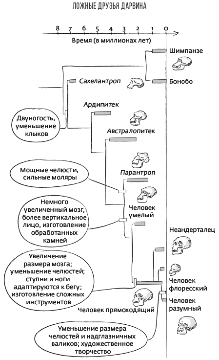 Иллюстрация к книге — Дарвин на отдыхе. Размышляем над теорией эволюции [i_025.jpg]