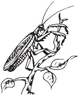 Иллюстрация к книге — Палеонтология антрополога. Книга 2. Мезозой [i_009.jpg]