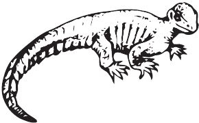 Иллюстрация к книге — Палеонтология антрополога. Книга 2. Мезозой [i_014.jpg]