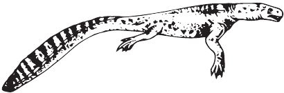 Иллюстрация к книге — Палеонтология антрополога. Книга 2. Мезозой [i_017.jpg]