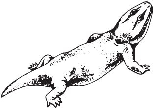 Иллюстрация к книге — Палеонтология антрополога. Книга 2. Мезозой [i_023.jpg]