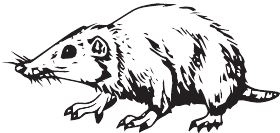 Иллюстрация к книге — Палеонтология антрополога. Книга 2. Мезозой [i_036.jpg]