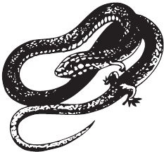 Иллюстрация к книге — Палеонтология антрополога. Книга 2. Мезозой [i_081.jpg]