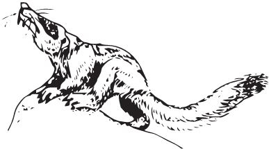 Иллюстрация к книге — Палеонтология антрополога. Книга 2. Мезозой [i_117.jpg]