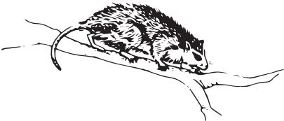 Иллюстрация к книге — Палеонтология антрополога. Книга 2. Мезозой [i_118.jpg]