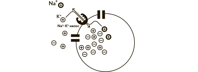 Иллюстрация к книге — Научное мировоззрение изменит вашу жизнь. Почему мы изучаем Вселенную и как это помогает нам понять самих себя? [i_025.jpg]