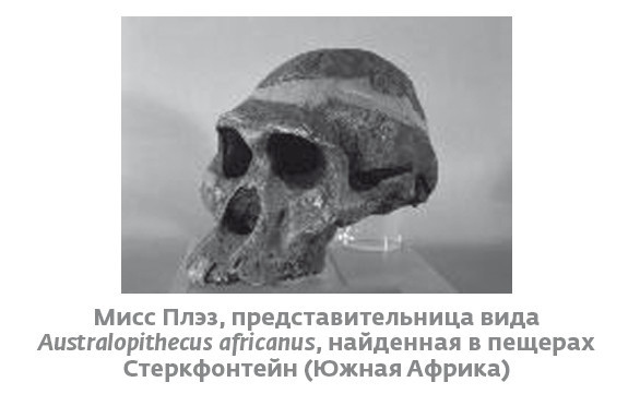 Иллюстрация к книге — Сапиенс для пляжа: изучаем происхождение человека [i_008.jpg]