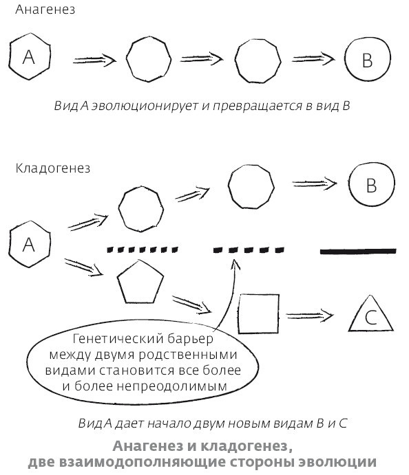 Иллюстрация к книге — Сапиенс для пляжа: изучаем происхождение человека [i_012.jpg]