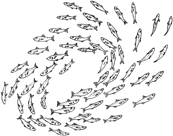 Иллюстрация к книге — Красноречие сардинки. Невероятные истории подводного мира [i_004.jpg]