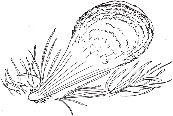 Иллюстрация к книге — Красноречие сардинки. Невероятные истории подводного мира [i_008.jpg]
