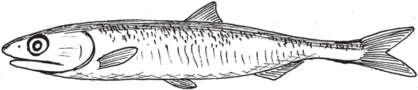 Иллюстрация к книге — Красноречие сардинки. Невероятные истории подводного мира [i_010.jpg]