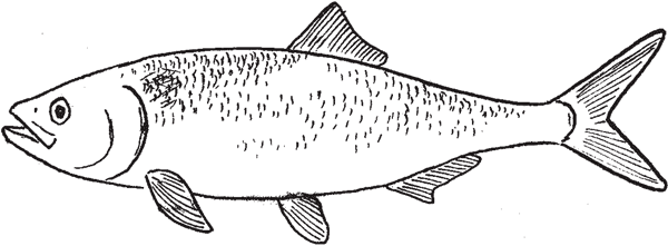 Иллюстрация к книге — Красноречие сардинки. Невероятные истории подводного мира [i_018.jpg]