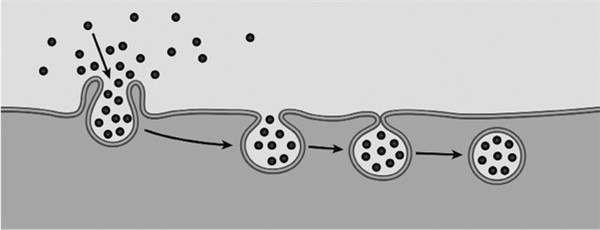 Иллюстрация к книге — Иммунитет умнее мозга. Главная система нашего организма [i_005.jpg]