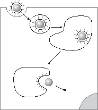 Иллюстрация к книге — Иммунитет умнее мозга. Главная система нашего организма [i_008.jpg]