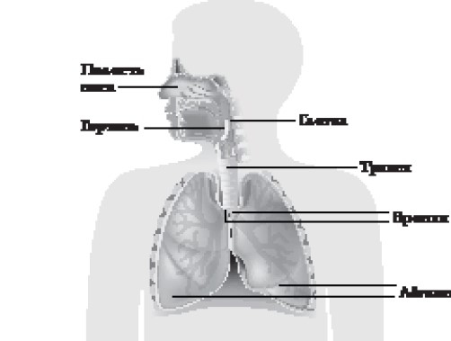 Иллюстрация к книге — Иммунитет умнее мозга. Главная система нашего организма [i_015.jpg]