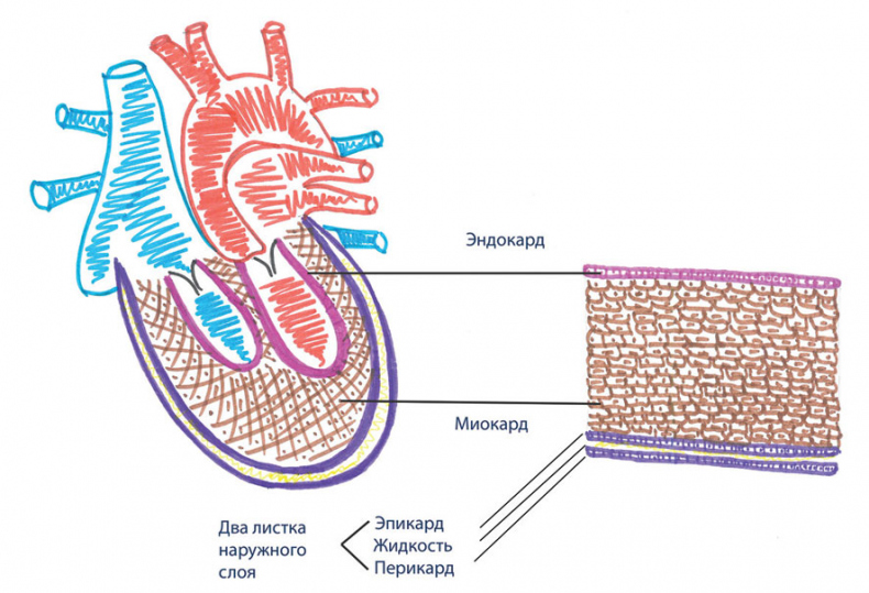 Иллюстрация к книге — Как жить после инфаркта [i_003.jpg]