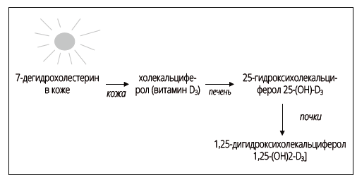 Иллюстрация к книге — Справочник сыроеда. Краткое руководство по питанию свежей растительной пищей [i_102.jpg]